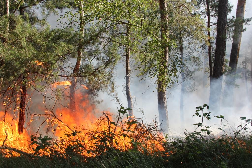 Böschungsbrand Lieberoser Heide // Foto: LDS