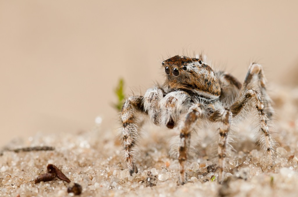 Dünenspringspinne