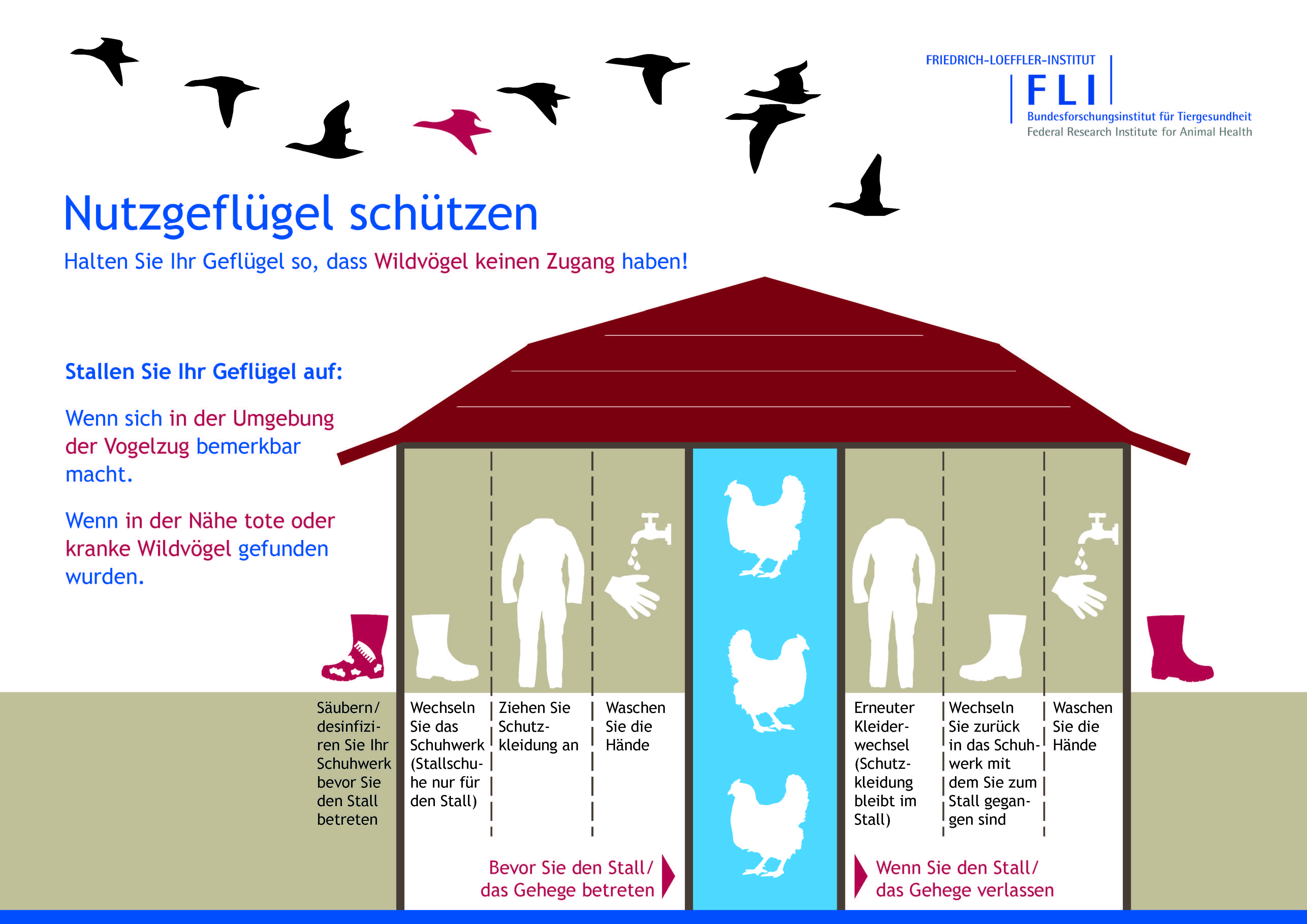 Grafik Nutzgeflügel schützen