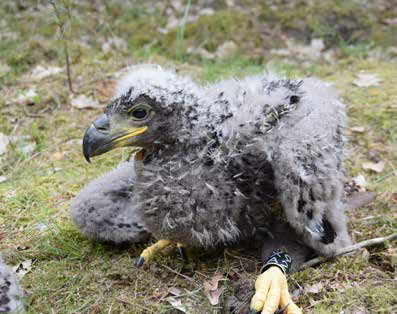 Wunder der Wildnis Foto: Stiftung Naturlandschaften Brandenburg, Jenny Eisenschmidt