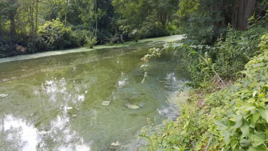 Verstärktes Blaualgenwachstum im Nottekanal