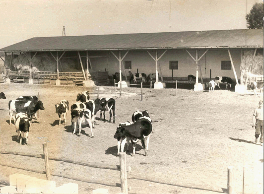 Zu sehen ist die Rinderstallanlage der LPG „Florian Geyer“ Lübben, 1950er Jahre.