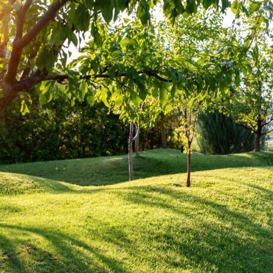 Garten mit Bäumen