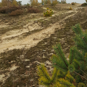 Düne in der Lieberoser Heide