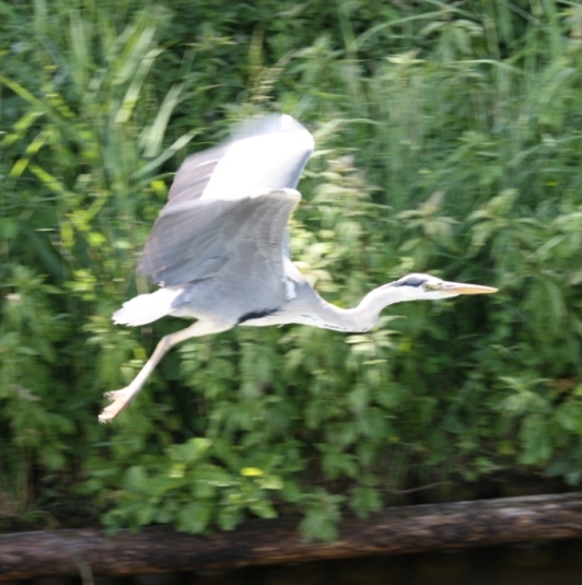 Fischreiher