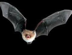 Fledermaus