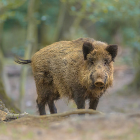 Zusehen ist ein Wildschwein im Wald.