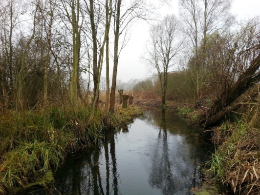 Schnappschuss des Gewässerrandstreifenprojektes Spreewald