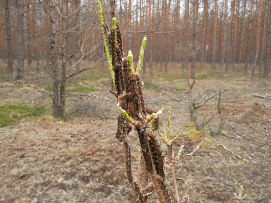 Kiefernspinnerbefall