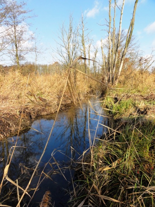 Kranichgraben im Oberspreewald