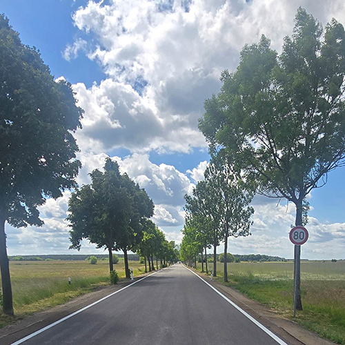 neue Straße mit Alleebäumen