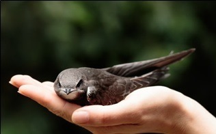 Mauersegler auf einer Hand