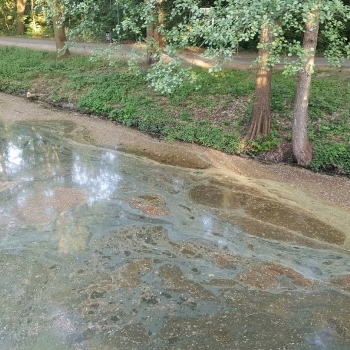 Quaddeln im Nottekanal