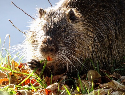 Zu sehen ist ein Nutria (Myocastor coypus) in der Natur. Zu sehen ist ein Nutria (Myocastor coypus) in der Natur.