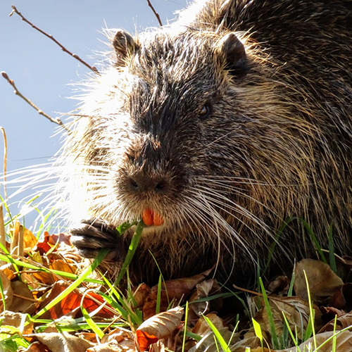 Zu sehen ist ein Nutria (Myocastor coypus) in der Natur.