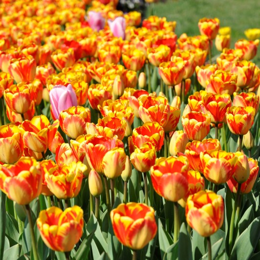 Tulpen