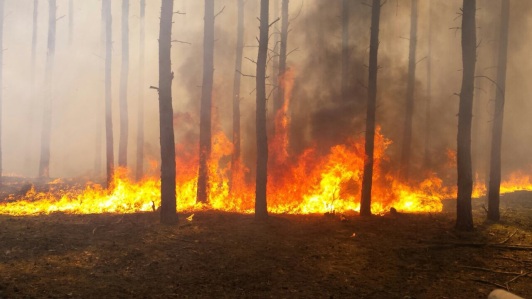 Waldbrand Amt Schenkenländchen