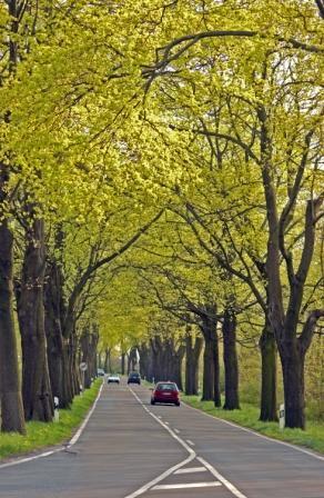 Allee
